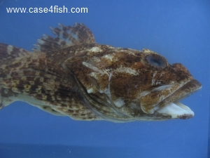 Foto Galerie/Perciformes/Cottoidei/Myoxocephalus scorpius/Myoxocephalus scorpius_04_S.jpg